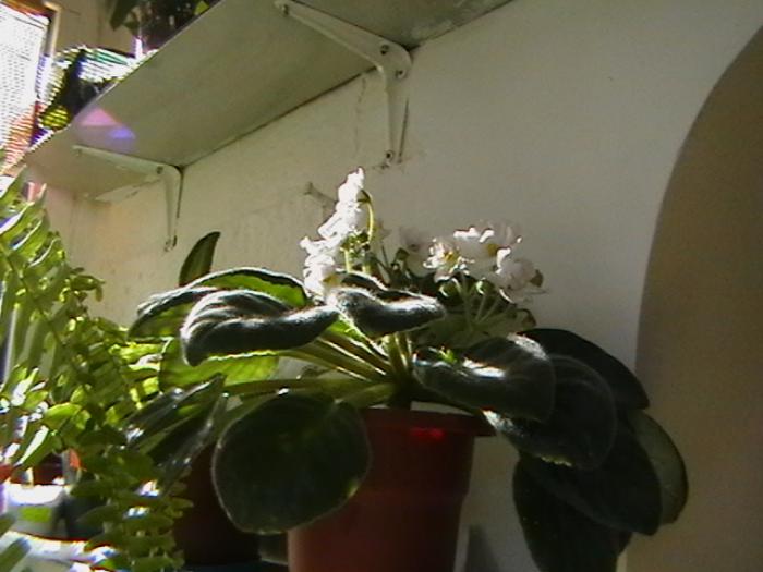 IMGA0571 - violete 2009