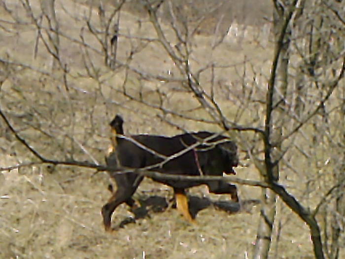 Fotografii-0008 - ROTTWEILER - BELLA