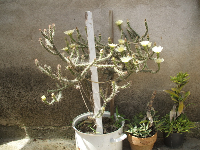 Marenopuntia marenae