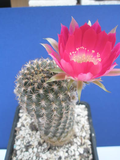 Lobivia zecheri - 12.06