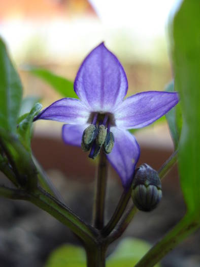 Black Chili Pepper Flower (2009, Jun.16) - Black Chili Pepper_01