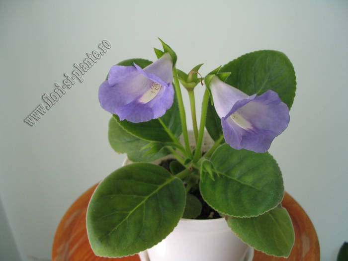 Sinningia Baby Blues 10