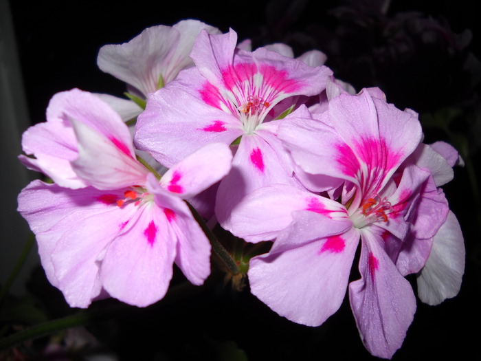 Pelargonium - Plantele mele