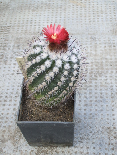 Parodia