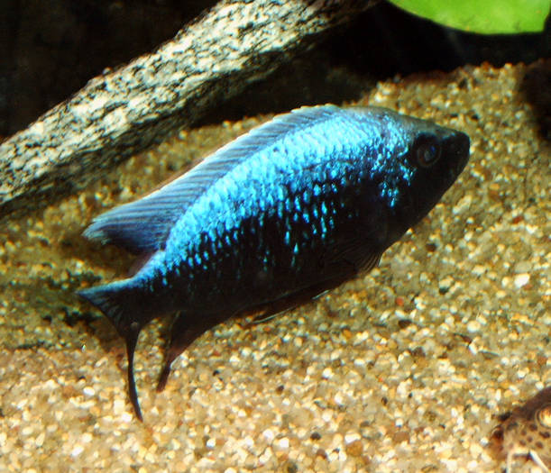 Cop. Ivory gro$C3$9F - African Cichlid