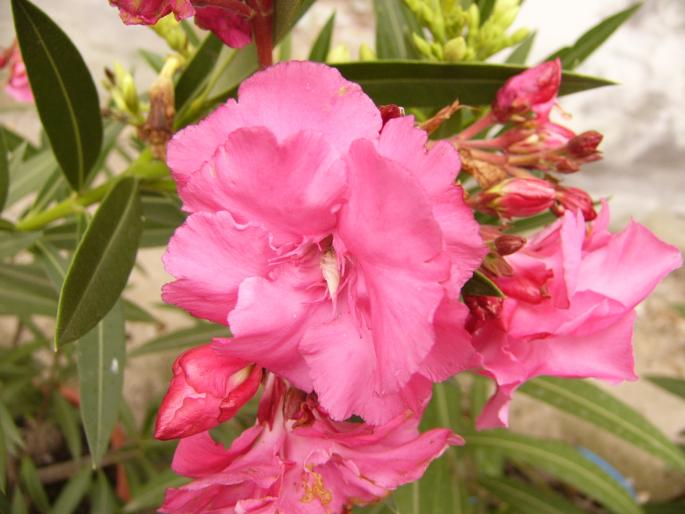 nerium oleander - leandri