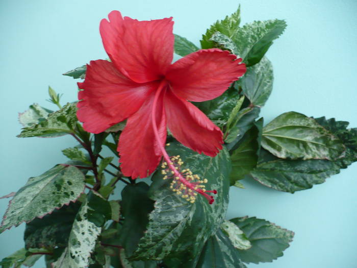 P1140753 - HIBISCUSI