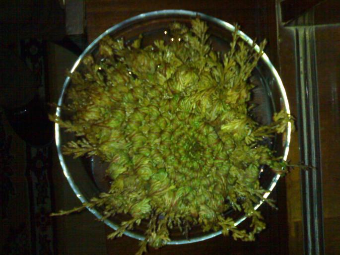 Rose of Jericho; dupa 1 ora
