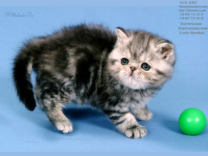 D_283 - Desktop Pisici