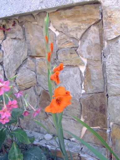 infloreste gladiola - Plantele mele de terasa si exterior