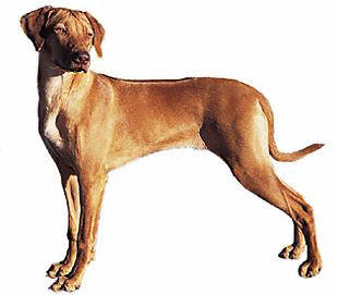 rhodesian_ridgeback - Sight Hounds