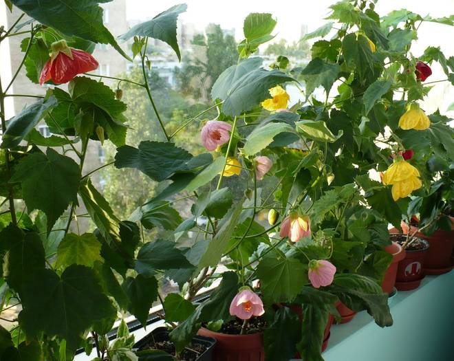 P1120554 - ABUTILONI