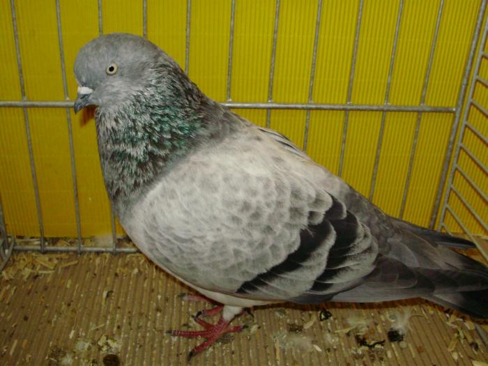 15007b koln griz 1 - 1505 partea 7