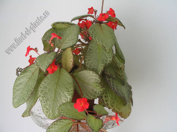 episcia green aga 6 - EPISCIA