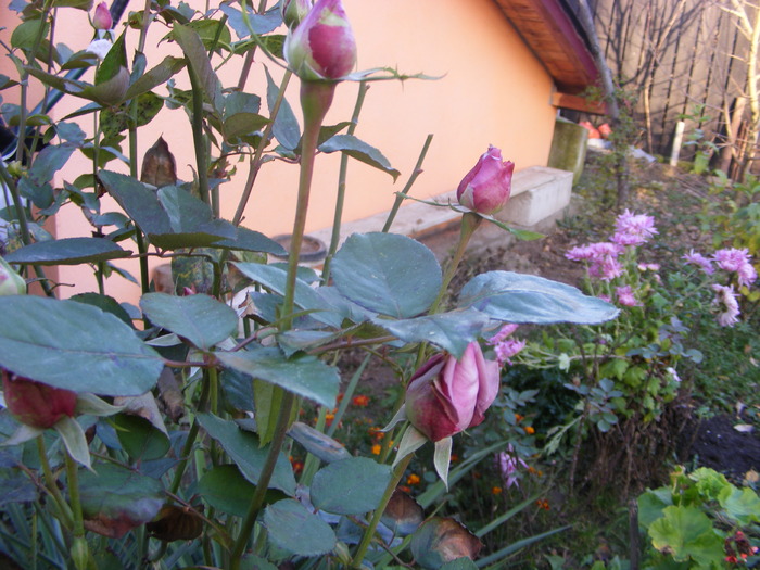 Trandafir in nov. 2009 - flori si animale 2009