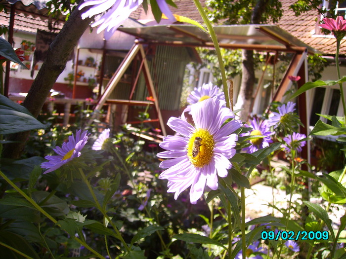 IMG_8592 - insecte si flori