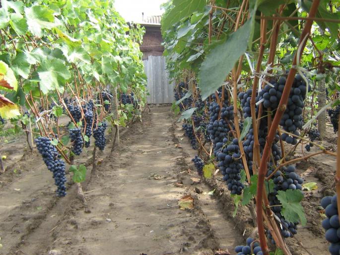 picture 300 - recolte