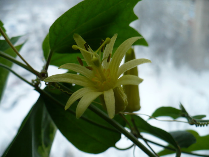 18 dec - Passiflora