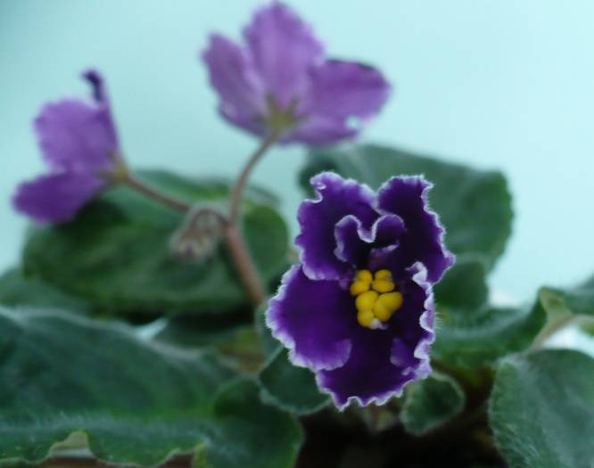 P1110398 - Saintpaulia - violete de camera