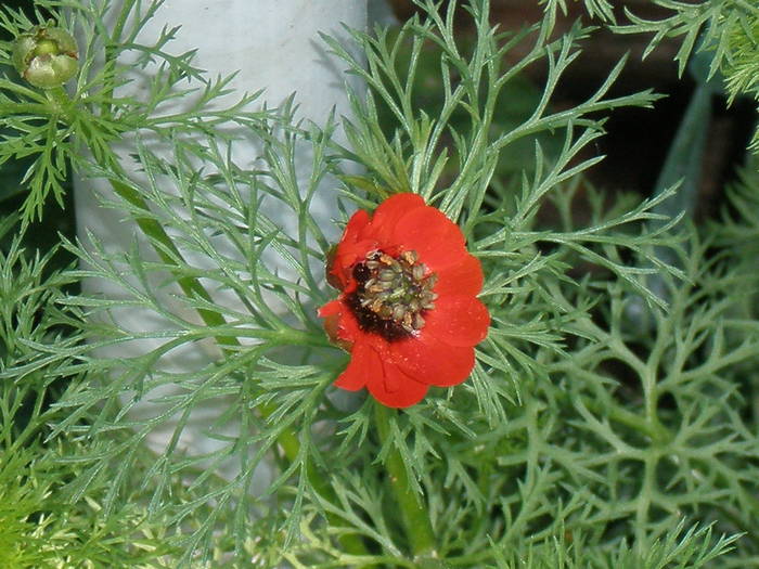 floare de ruscuta - FLORILE MELE 2009