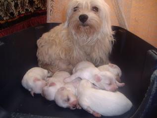 Bichon Maltese - Bichon Maltese