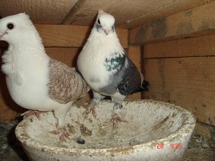 86 - C Porumbei Blueti si Satineti Vechi