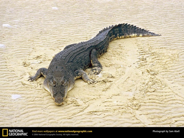 salt-water-crocodile - crocodili
