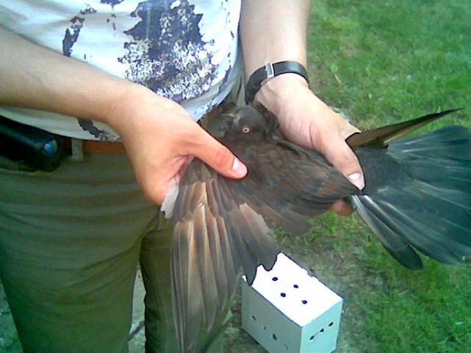 Picture 150 - 1712 Marian Serbancea