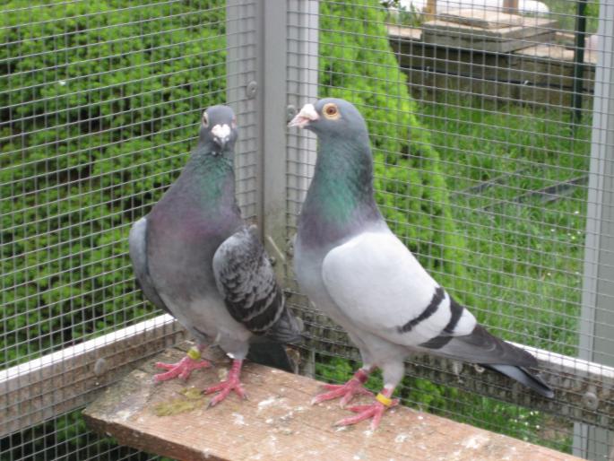 Perechea 9.Janssen+Meullemans