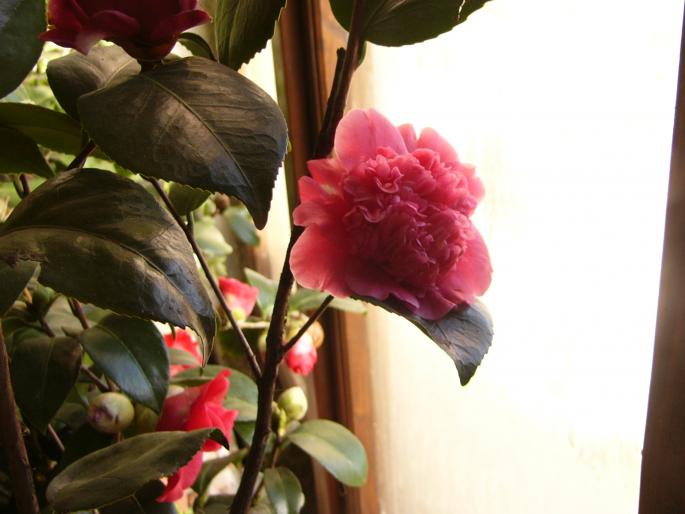 camelia japonica - Camelia japonica