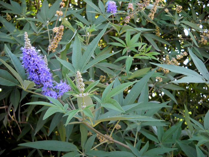 Picture 539; 2mb jpeg 1/7/2009 8:49am
