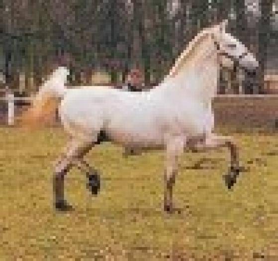 eu merg pe loc - Cai