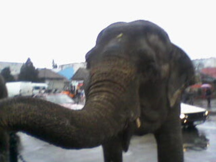 elefant