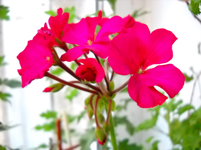  - Pelargonium