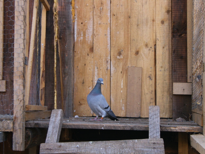 HPIM3027 - porumbei 2009