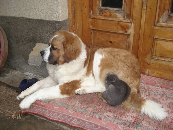 beethowen la 9 luni - saint bernard