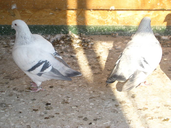 Copie (2) a Picture 010