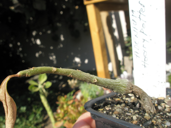 Adenium pe moarte - Adenium 2009