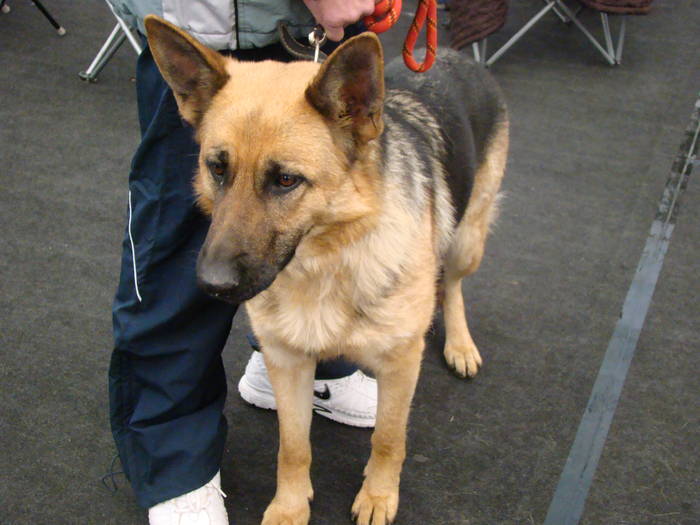 Picture 112 - Expo CACIB Cluj Napoca 15 11 2008