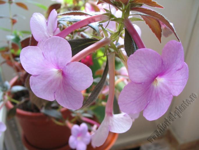 Achimenes Peach Blossom 3