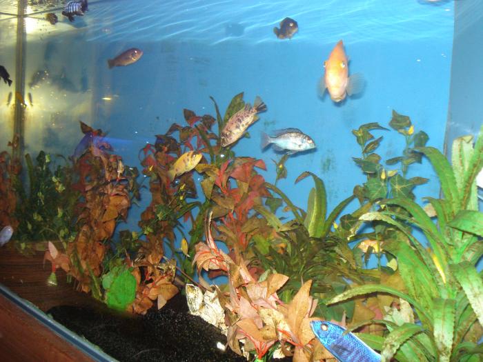 Picture 594; Restaurant in Larnaca
