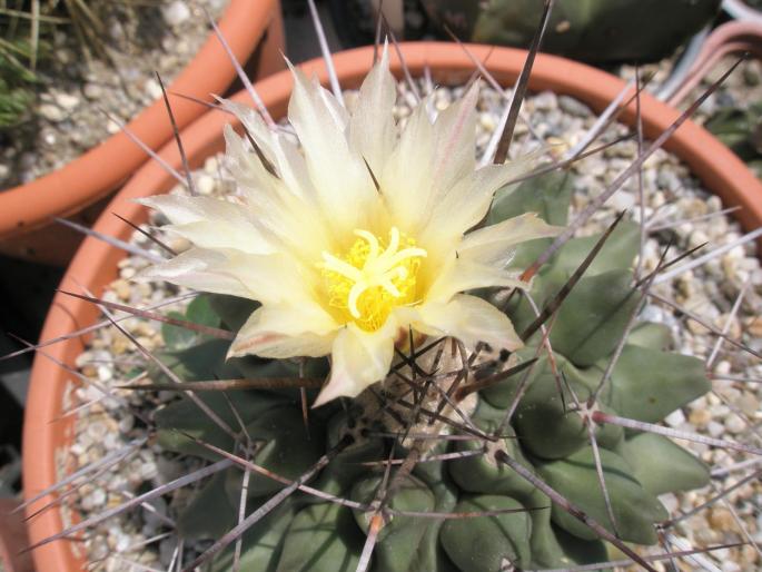 Thelocactus rinconensis