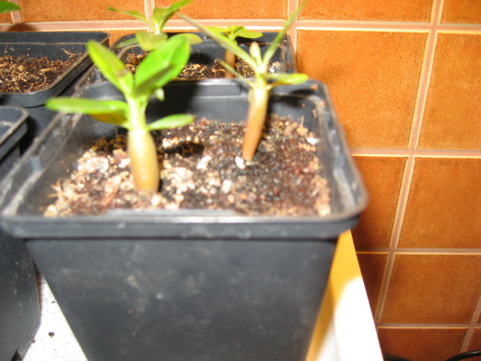 20.10.2009 - adenium