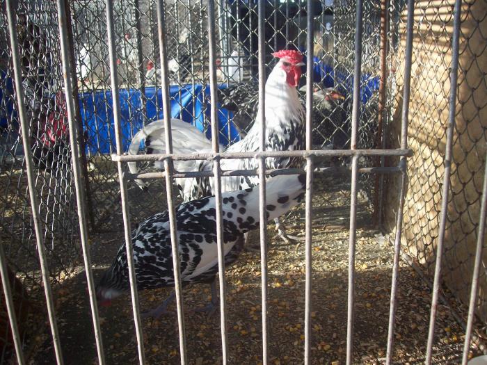 EXPO 2009 .01.09  CLUJ-NAPOCA 143