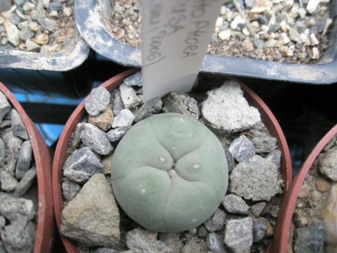 Lophophora difusa cu locatie