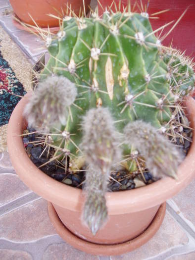 01 - CACTUSI