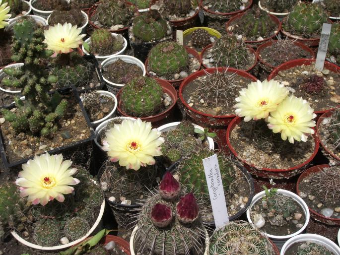 Notocactusi infloriti - cactusi