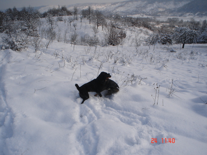 DSC08769 - Bella ianuarie 2010