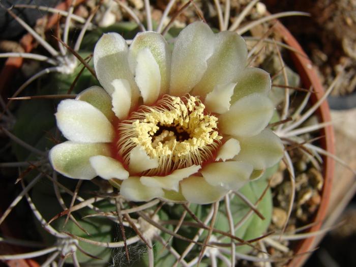 Gymnocalycium pflanzii v albipulpa - Cactusi la Mangalia