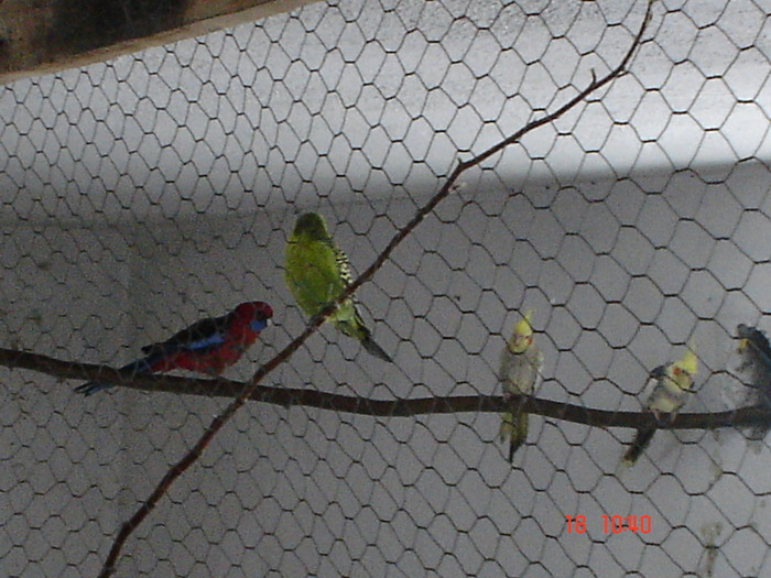 DSC08244 - DECEMBRIE 2009